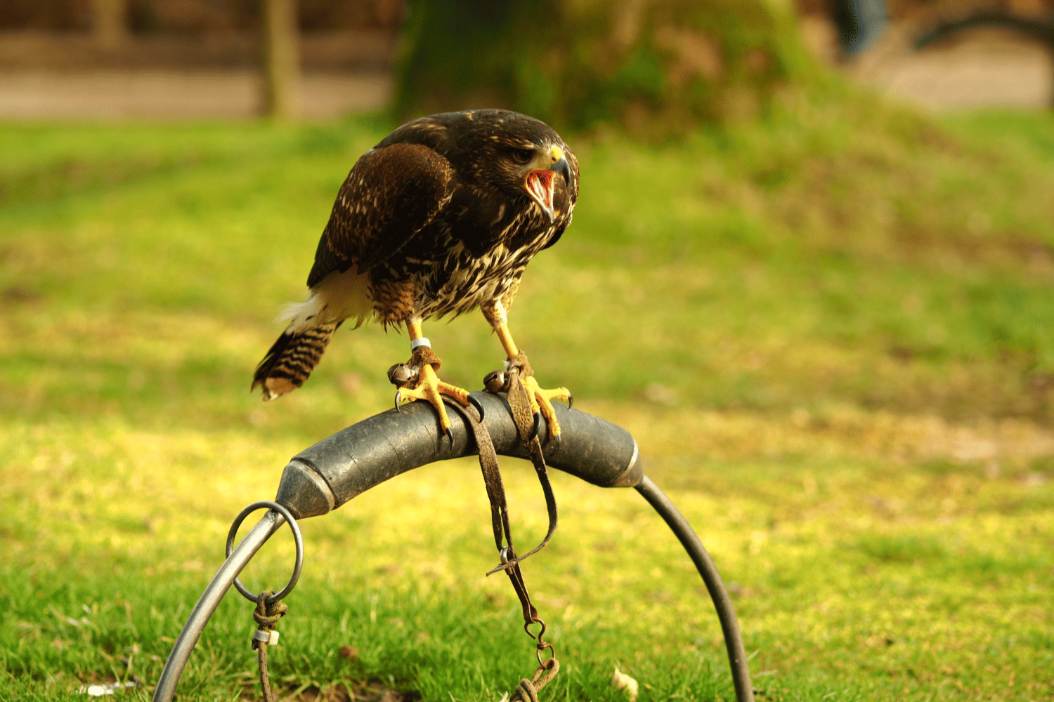 Control de aves